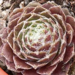 Sempervivum - Dachwurz - Hauswurz